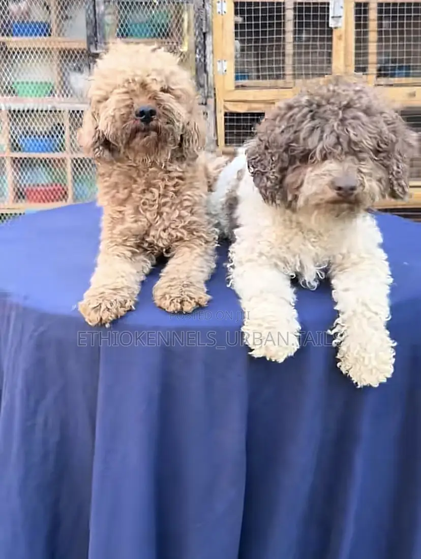1-3 months Male Purebred Poodle