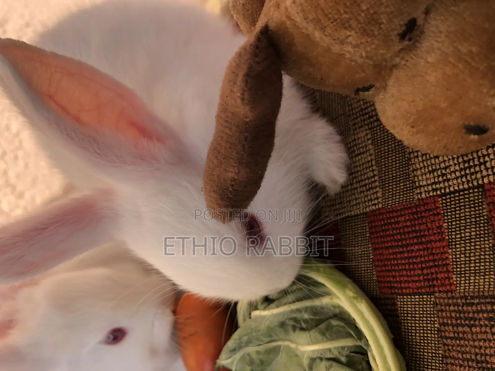 White New Zealand Rabbit