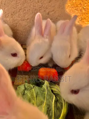 White New Zealand Rabbit