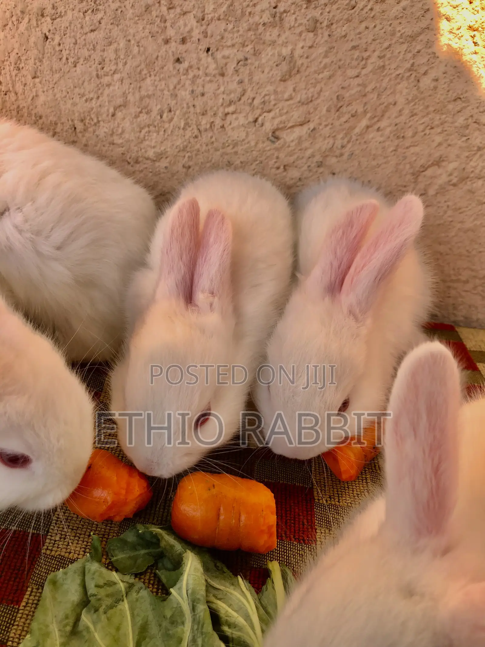 White New Zealand Rabbit