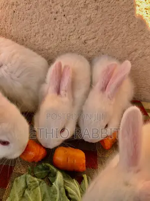 White New Zealand Rabbit