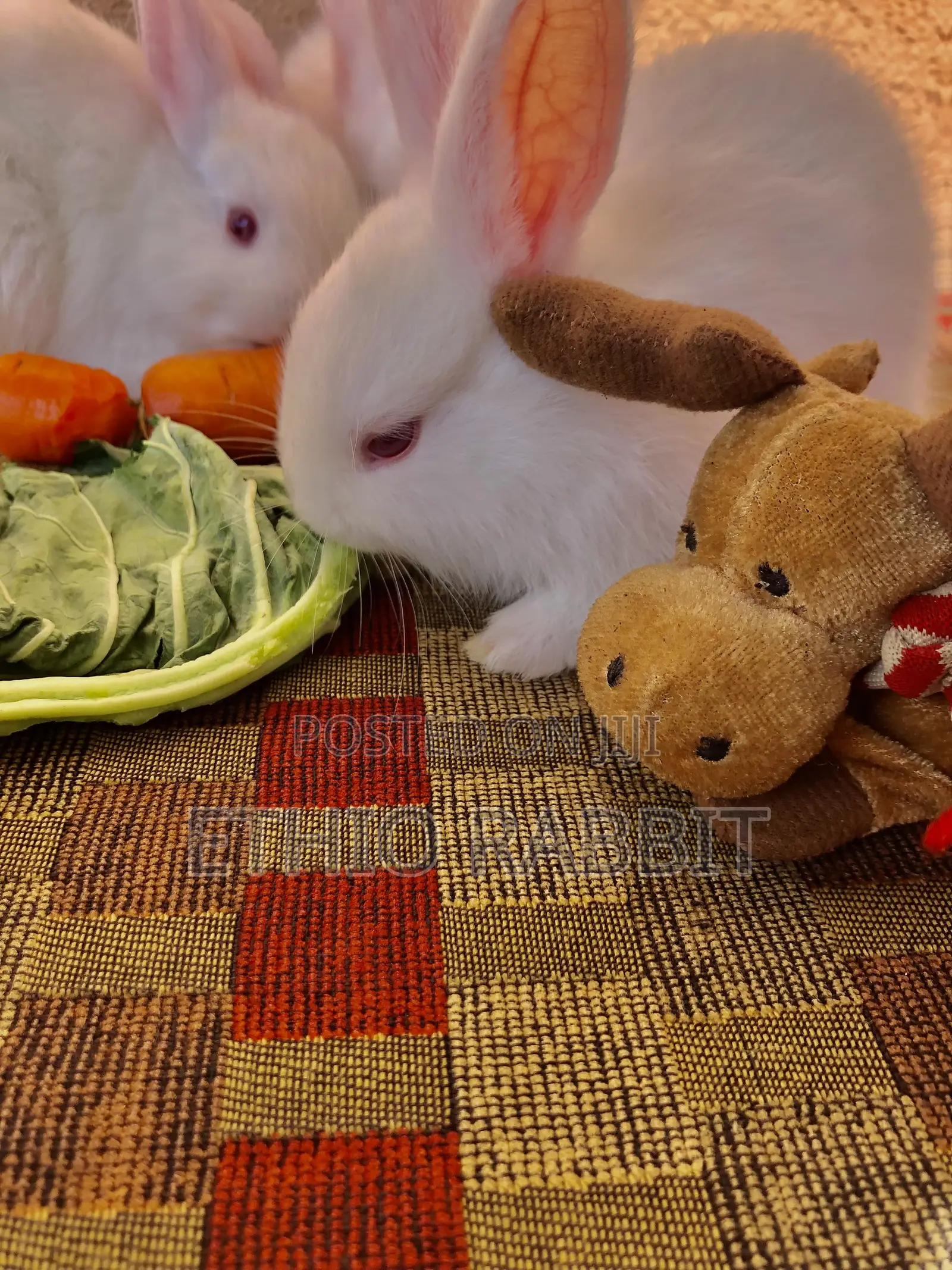 White New Zealand Rabbit