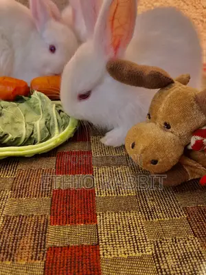 White New Zealand Rabbit