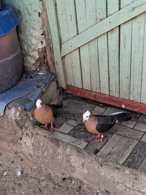 የፈለፈሉ ጥንድ አርኬጅል