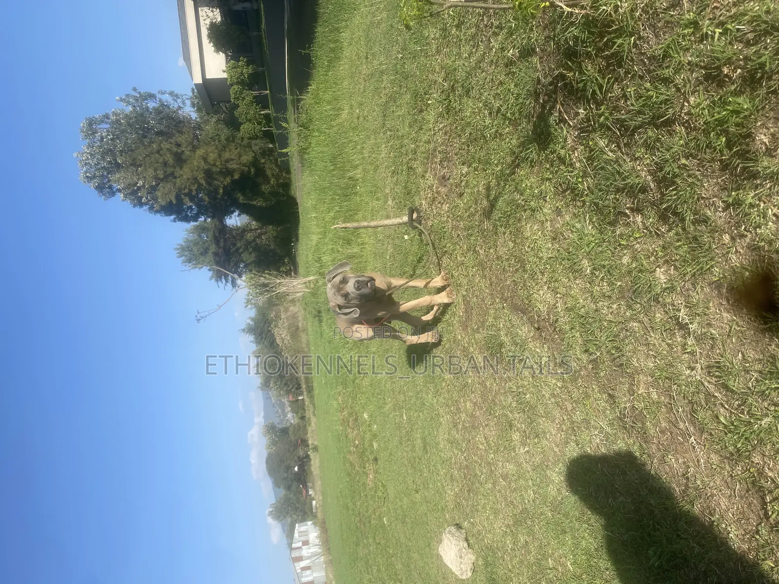 1-3 months Male Purebred Mastiff