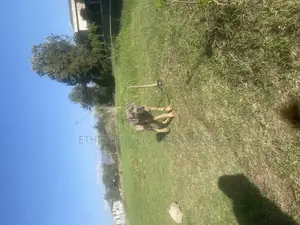 1-3 months Male Purebred Mastiff
