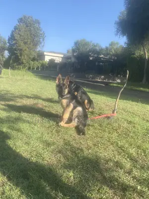 1-3 months Female Purebred German Shepherd