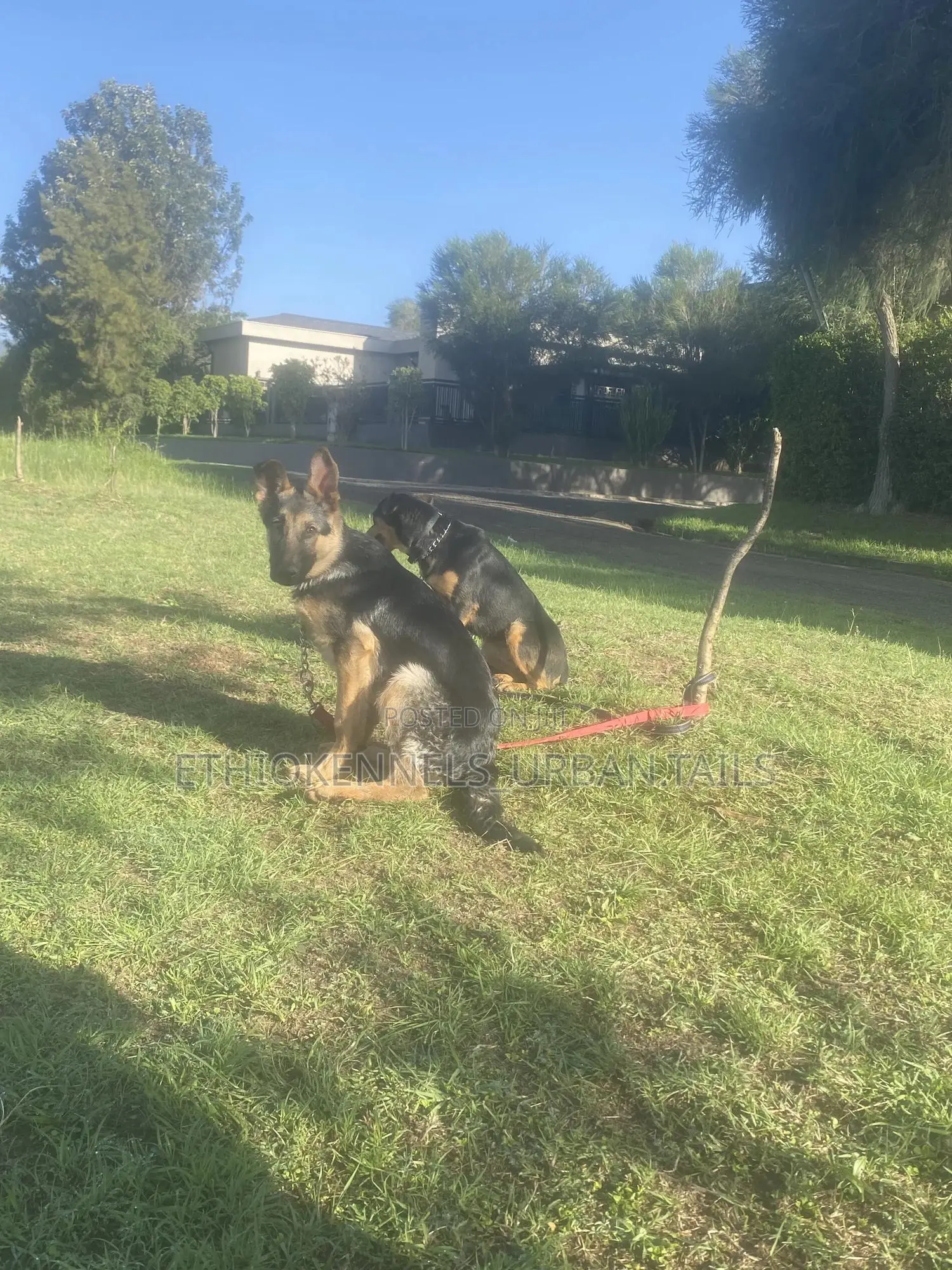 1-3 months Female Purebred German Shepherd