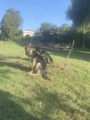 1-3 months Female Purebred German Shepherd