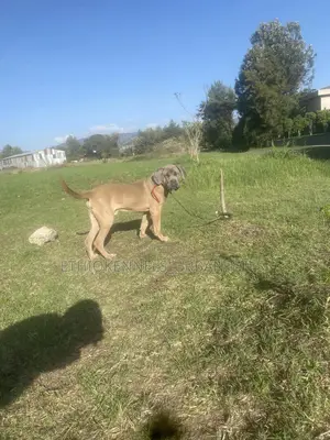 1-3 months Male Purebred Mastiff