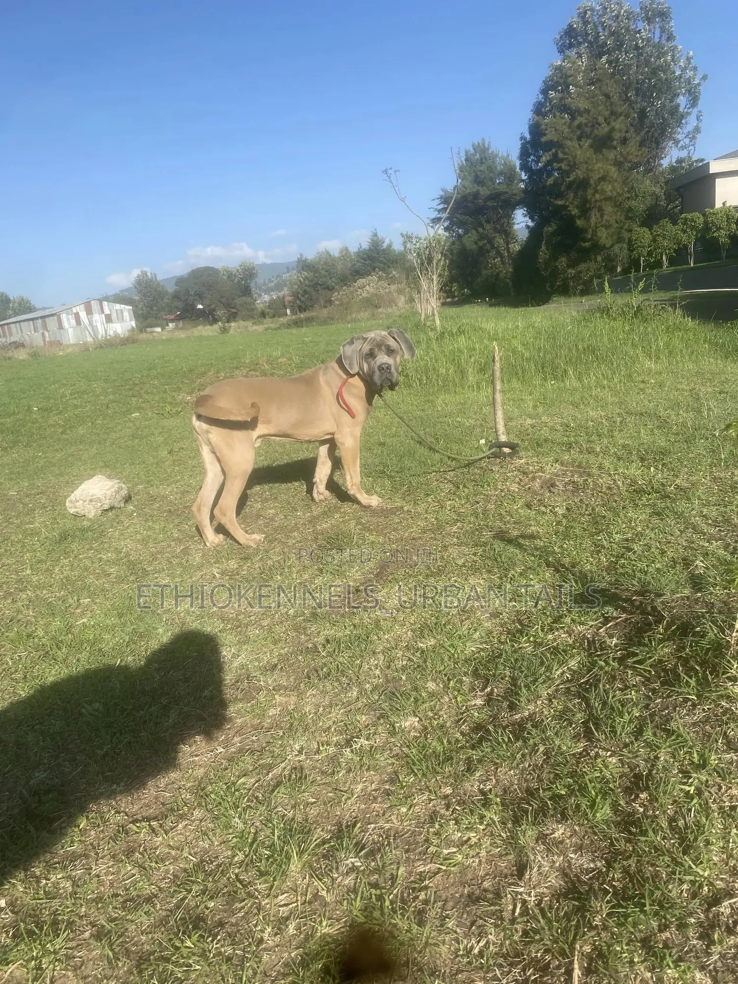 1-3 months Male Purebred Mastiff