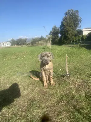 1-3 months Male Purebred Mastiff