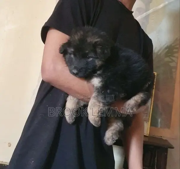1-3 months Male Purebred German Shepherd