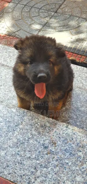 1-3 months Male Purebred German Shepherd