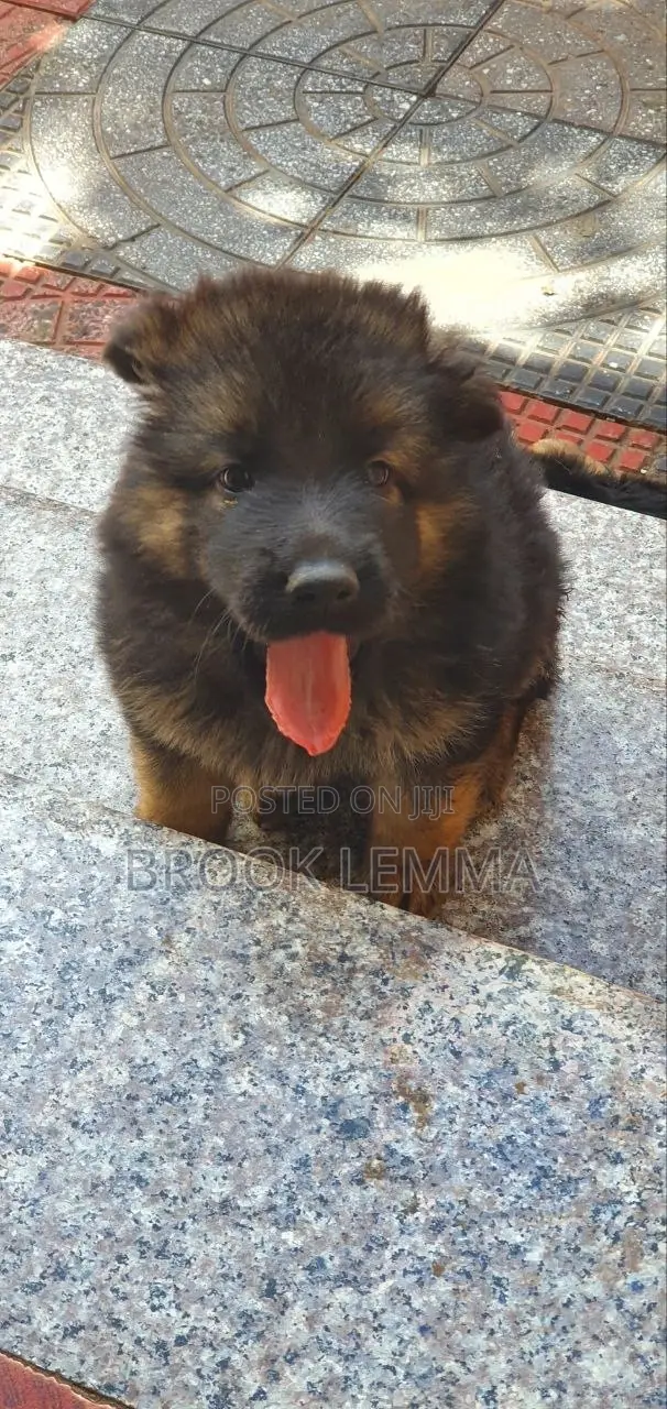 1-3 months Male Purebred German Shepherd