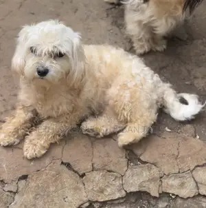 1-3 months Male Purebred Maltese