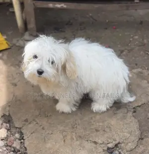 1-3 months Male Purebred Maltese