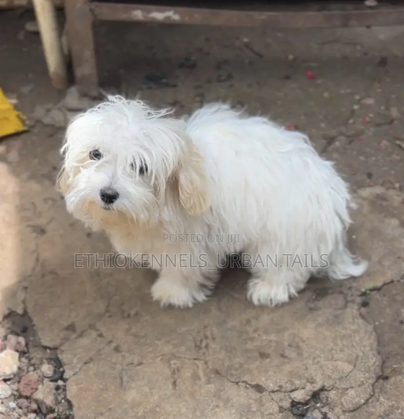 1-3 months Male Purebred Maltese