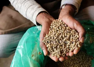 South West Region Forest Coffee