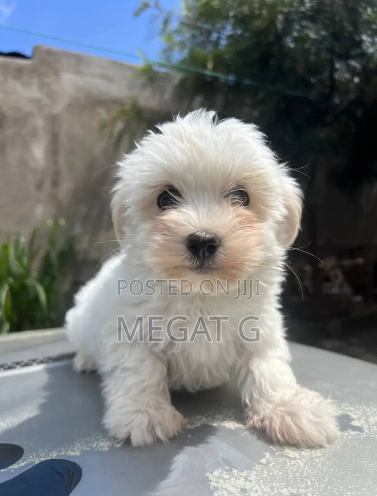 1-3 months Male Purebred Maltese