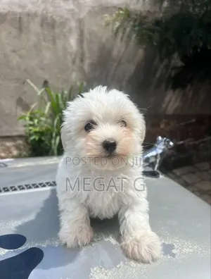 1-3 months Male Purebred Maltese