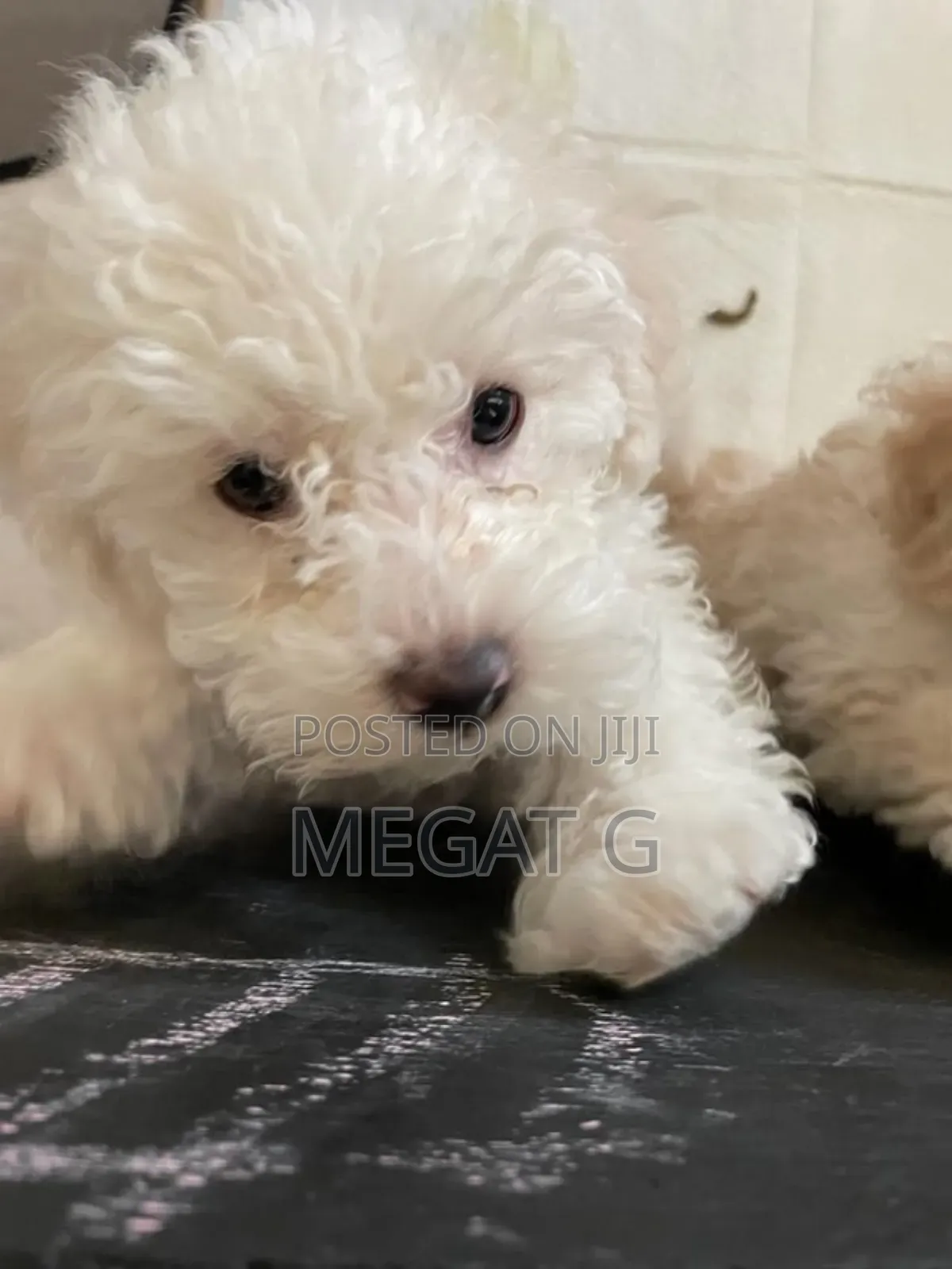 1-3 months Male Purebred Poodle