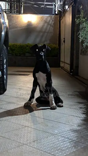 3-6 months Male Purebred Great Dane