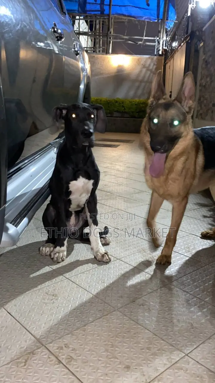 3-6 months Male Purebred Great Dane