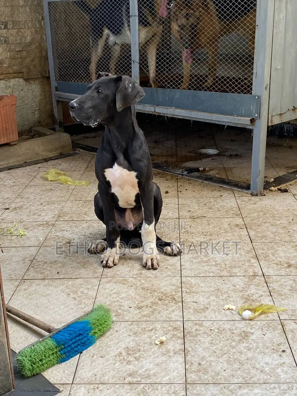 3-6 months Male Purebred Great Dane