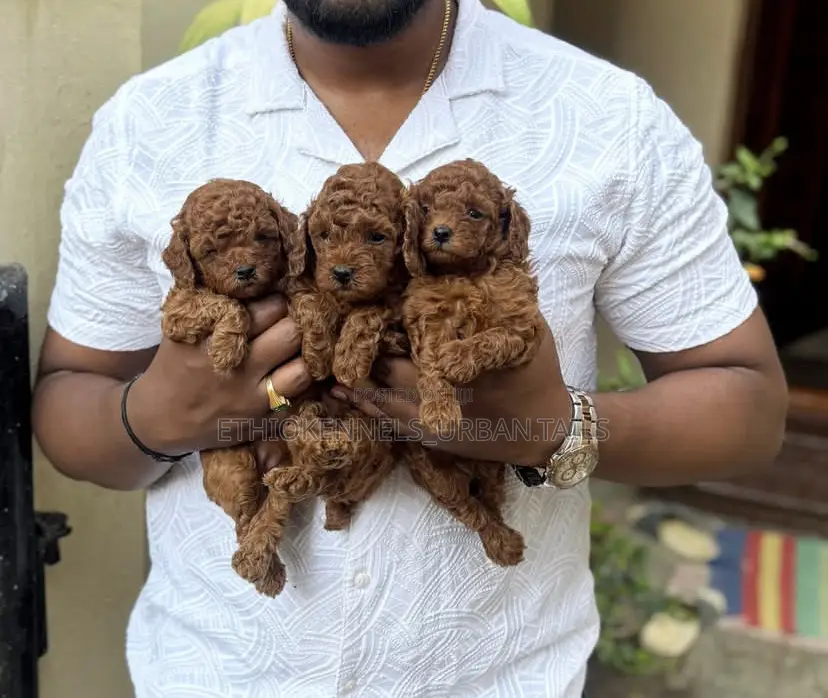 1-3 months Male Purebred Poodle