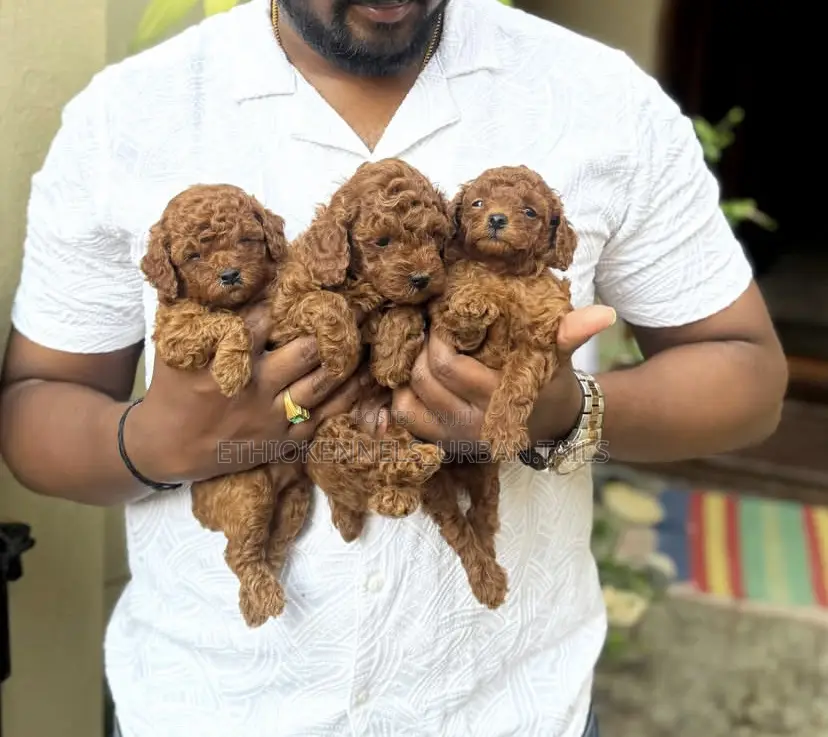 1-3 months Male Purebred Poodle