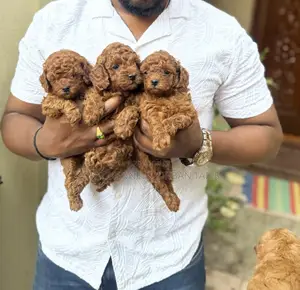 1-3 months Male Purebred Poodle