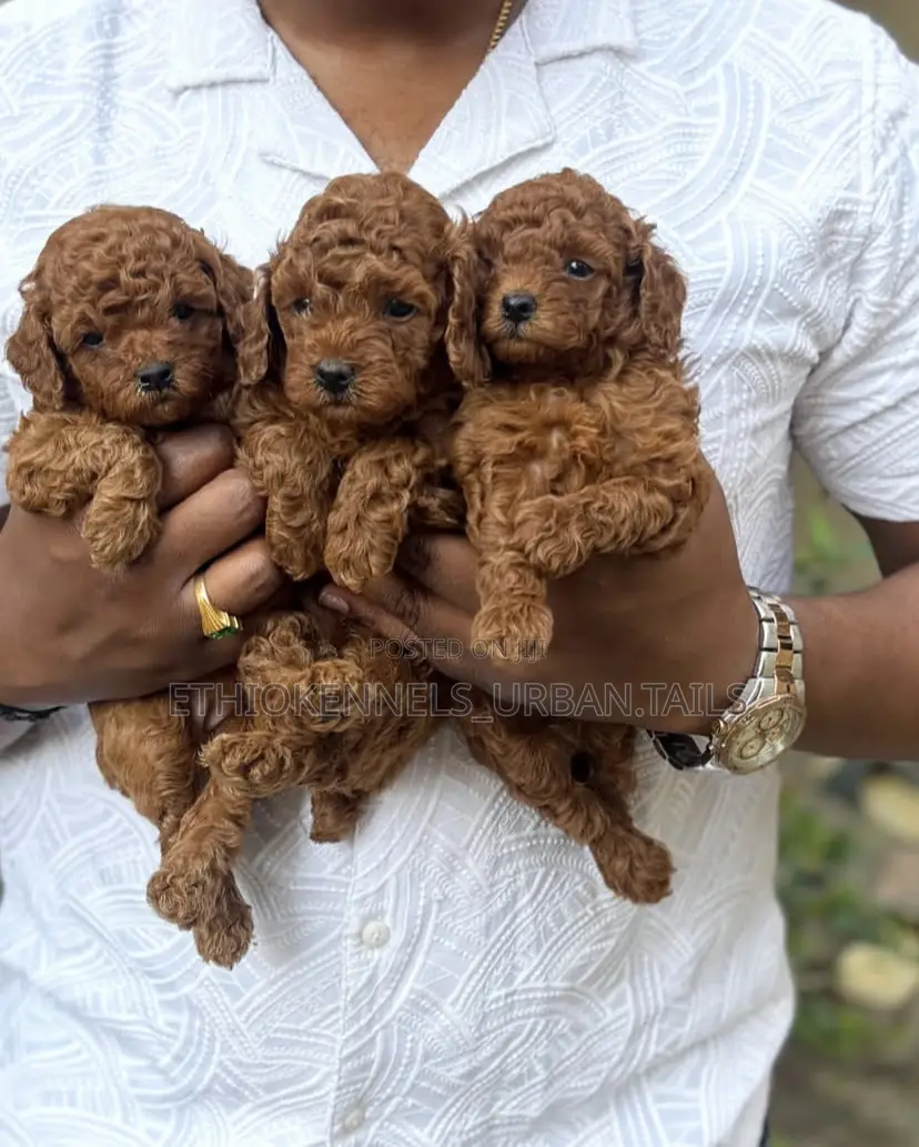 1-3 months Male Purebred Poodle