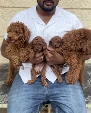 1-3 months Male Purebred Poodle