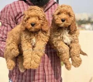 0-1 month Male Purebred Cockapoo