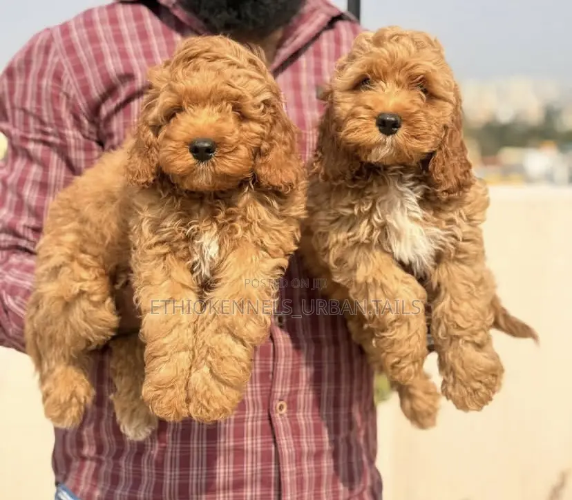 0-1 month Male Purebred Cockapoo