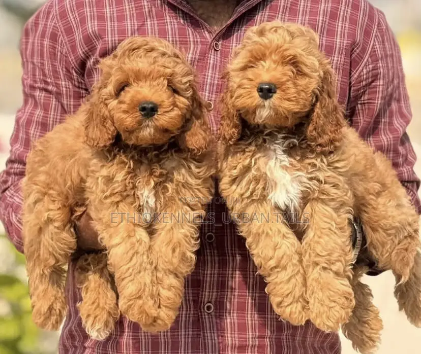0-1 month Male Purebred Cockapoo