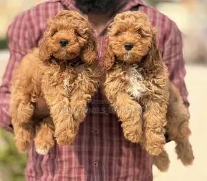 0-1 month Male Purebred Cockapoo