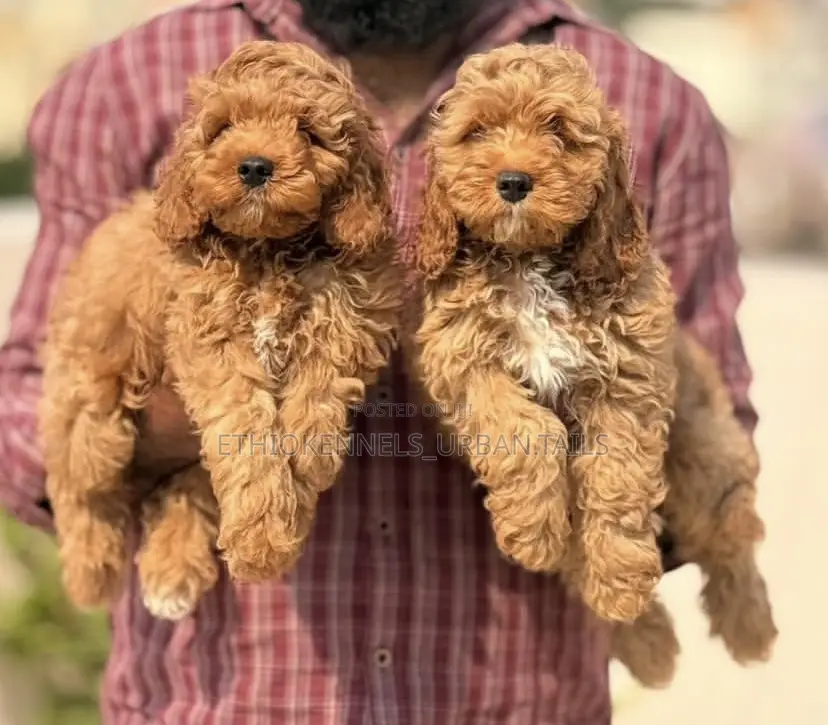 0-1 month Male Purebred Cockapoo