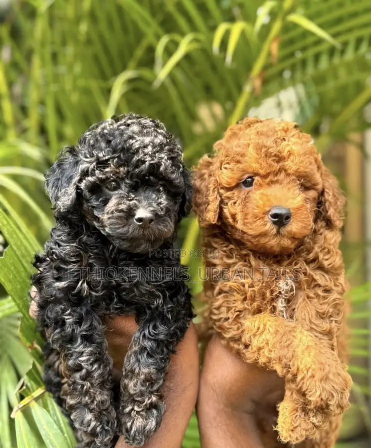 1-3 months Male Purebred Poodle