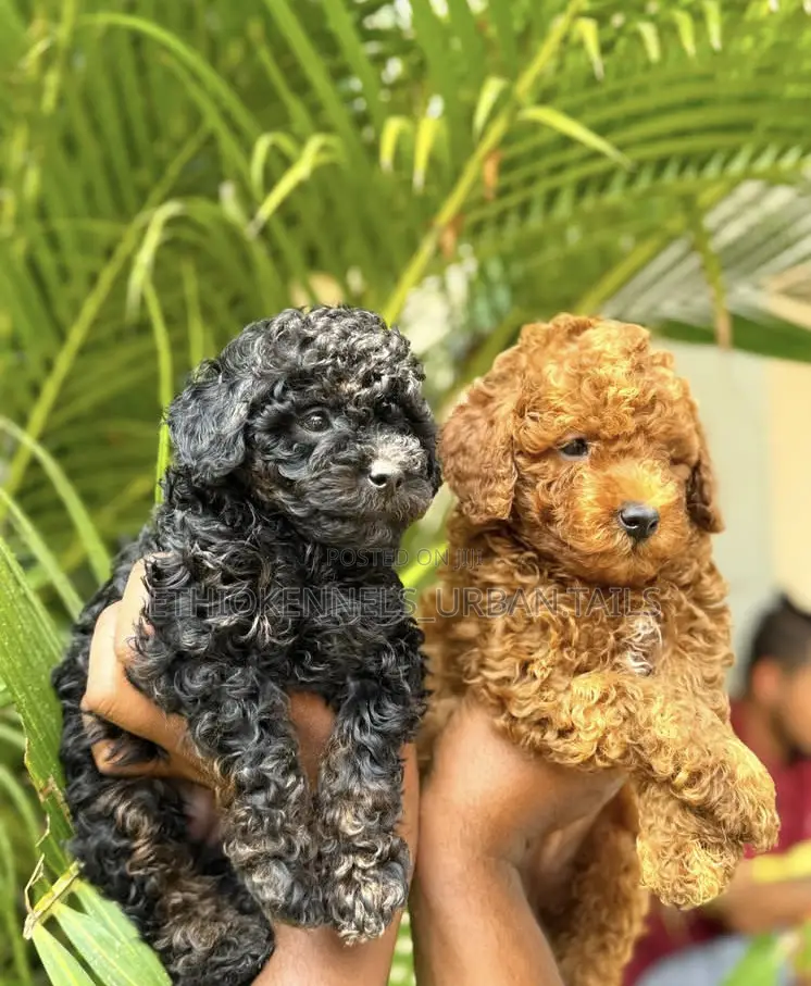 1-3 months Male Purebred Poodle