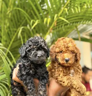 1-3 months Male Purebred Poodle