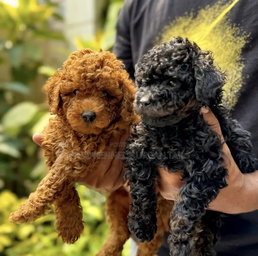 1-3 months Male Purebred Poodle