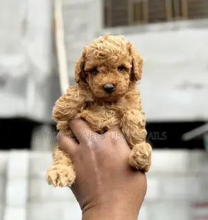 1-3 months Male Purebred Poodle