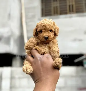 1-3 months Male Purebred Poodle