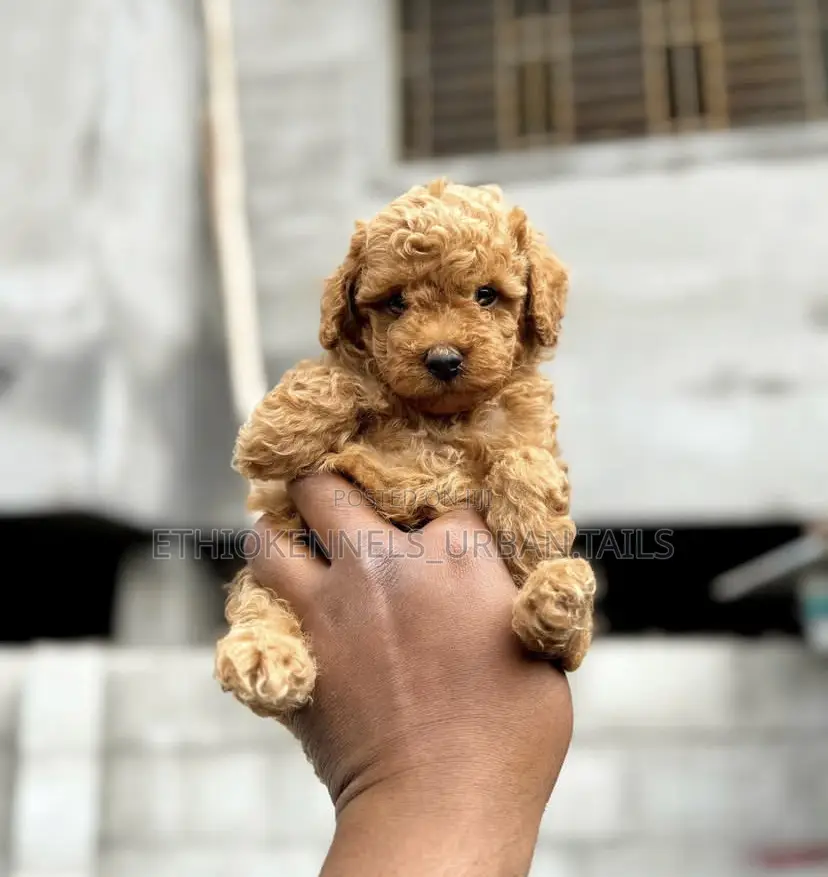 1-3 months Male Purebred Poodle