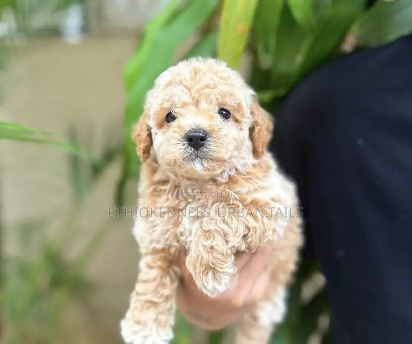 1-3 months Male Mixed Breed Maltese