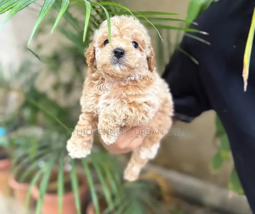 1-3 months Male Mixed Breed Maltese