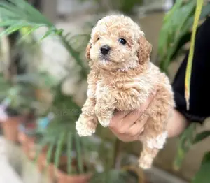 1-3 months Male Mixed Breed Maltese