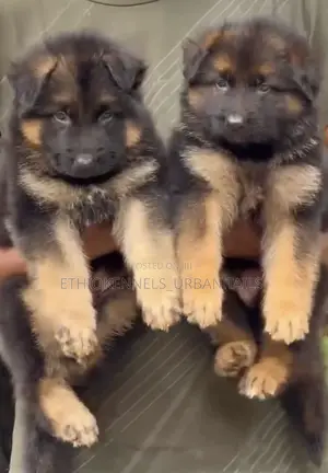 1-3 months Male Purebred German Shepherd